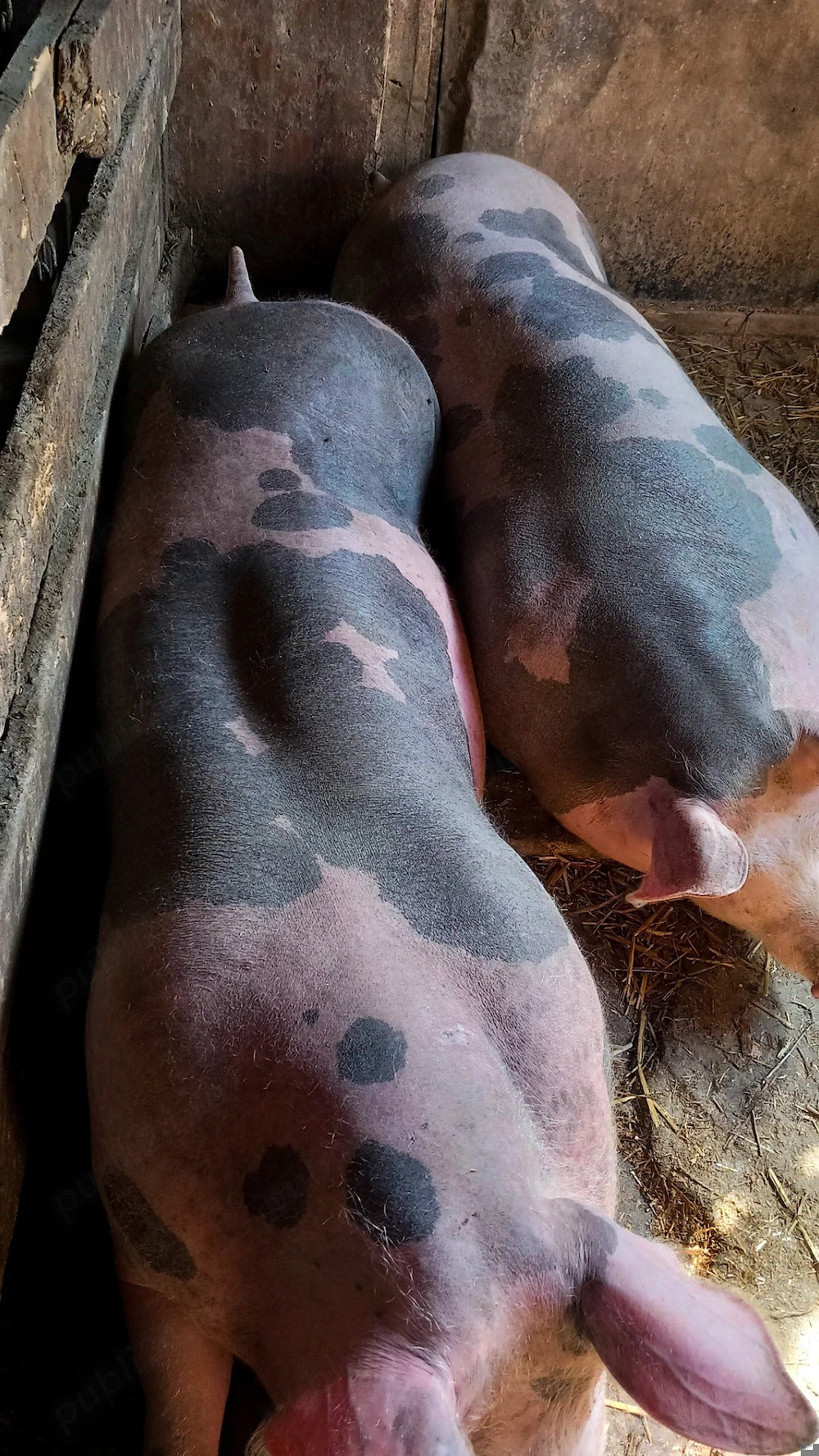 De vânzare 2 scrofite pietrain belgian pur 