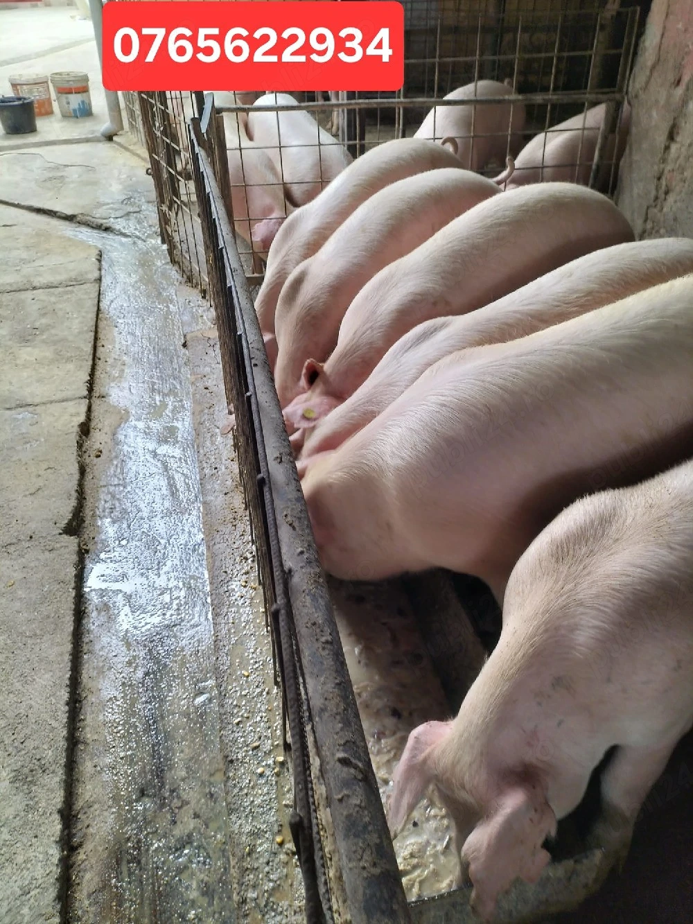 Porci de carne 70-200KG