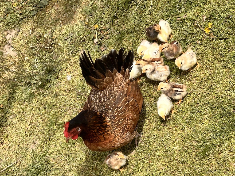 Vand closca pitica cu 12 pui