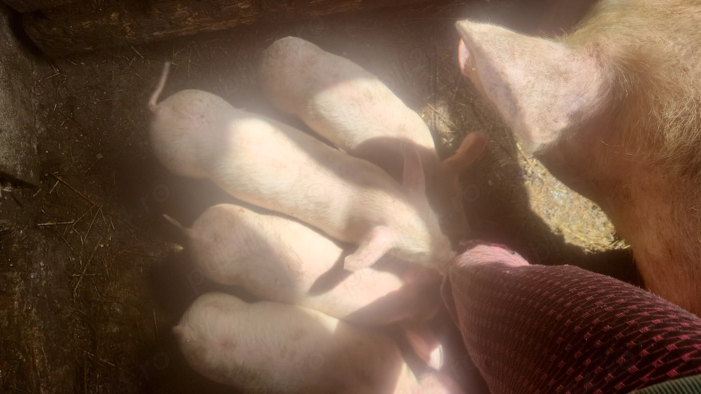 Vând purcei de 6 săptămâni, rasa landras 