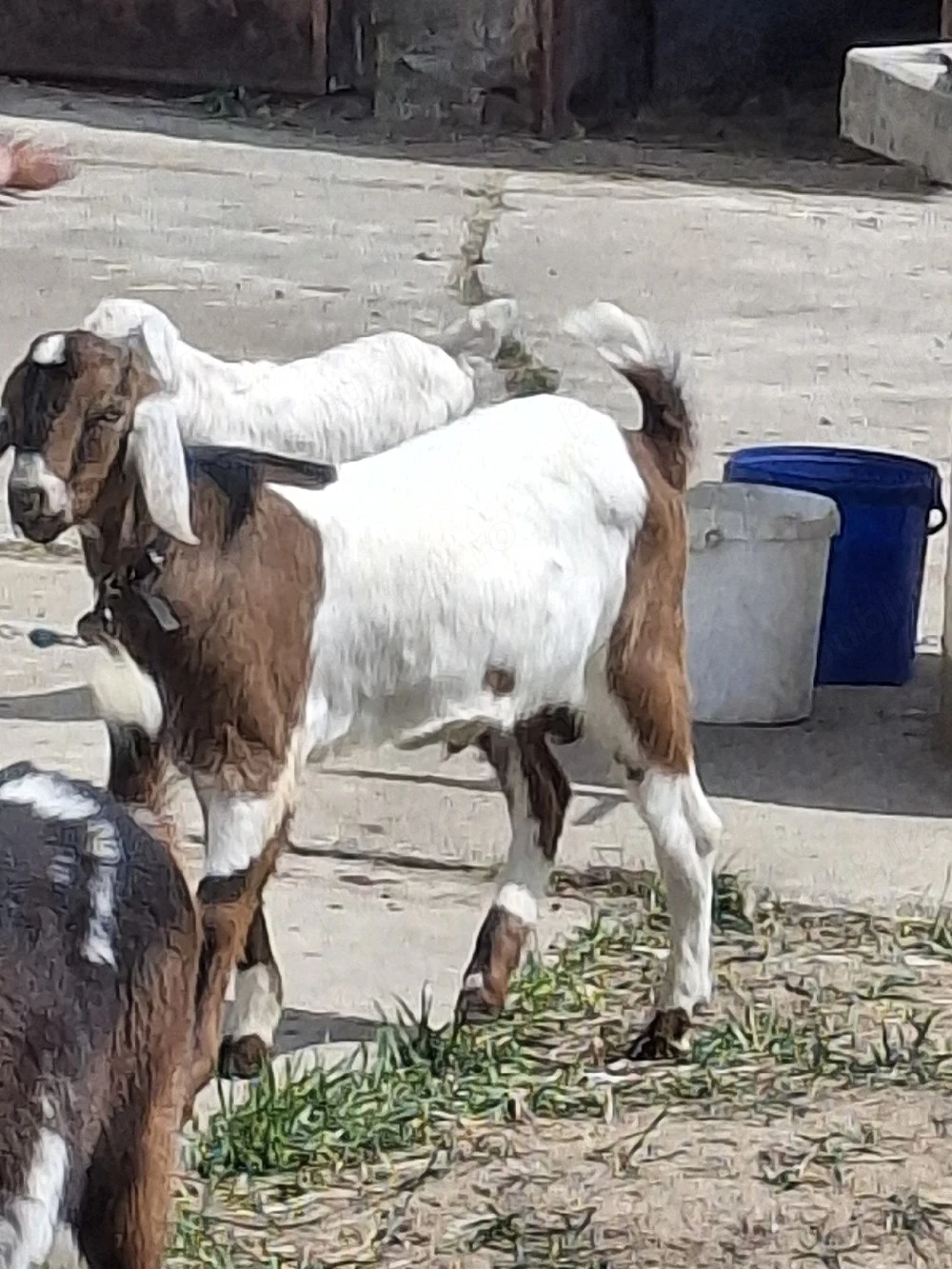 vînd sau schimb cu aceiași rasă 