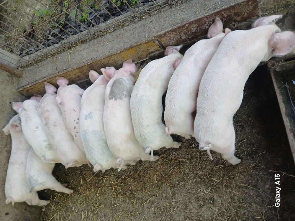 Purcei landrace 8 săptămâni 20-25 kg