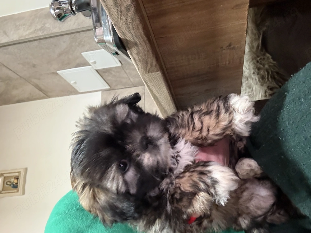 Shitzu de vânzare!(fetita)