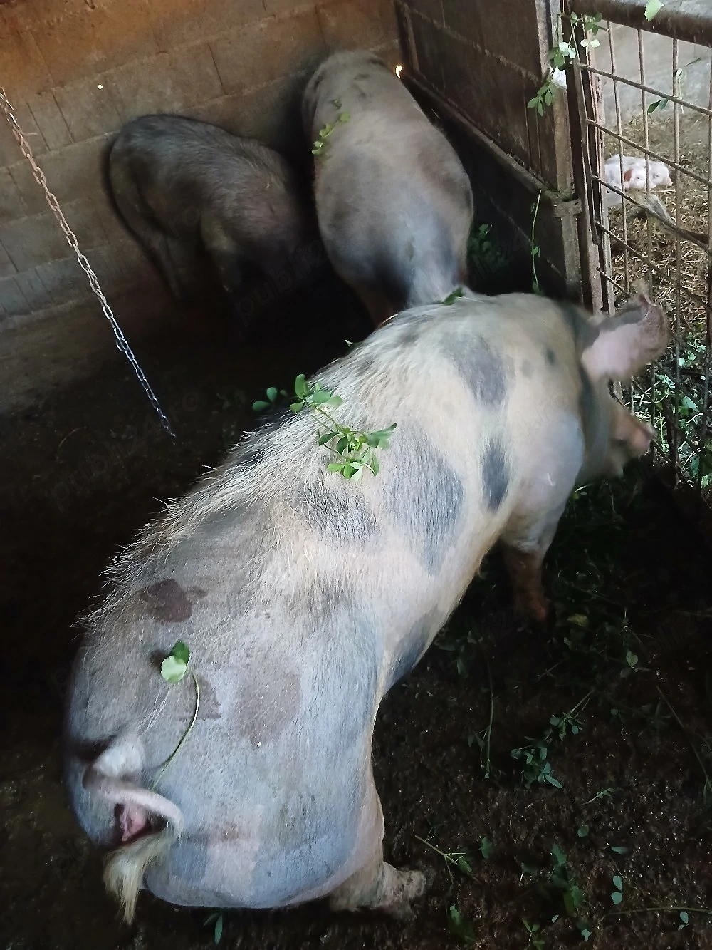 Porci de carne de 80kg la130 