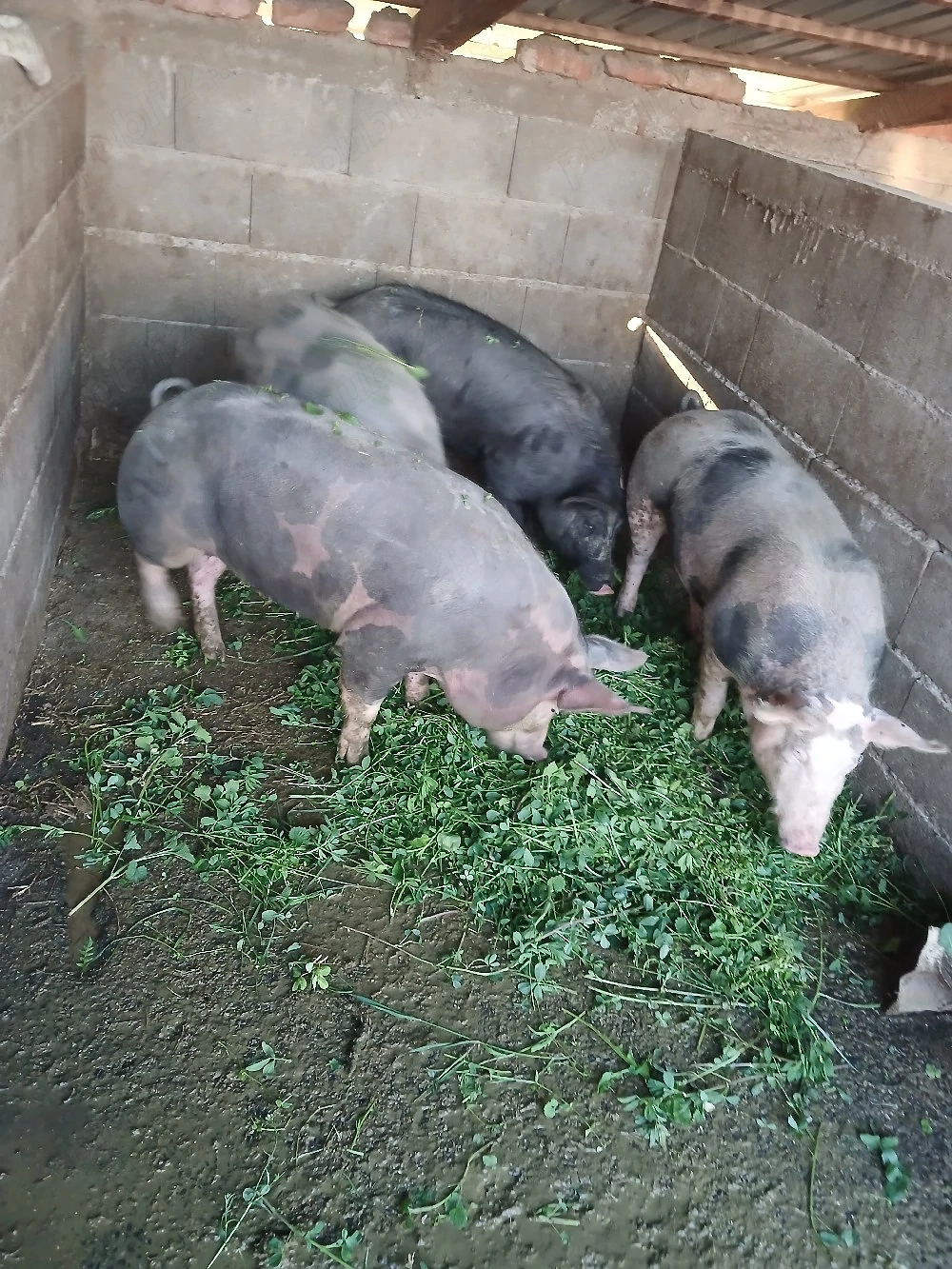 Șoldani de carne 100kg+-