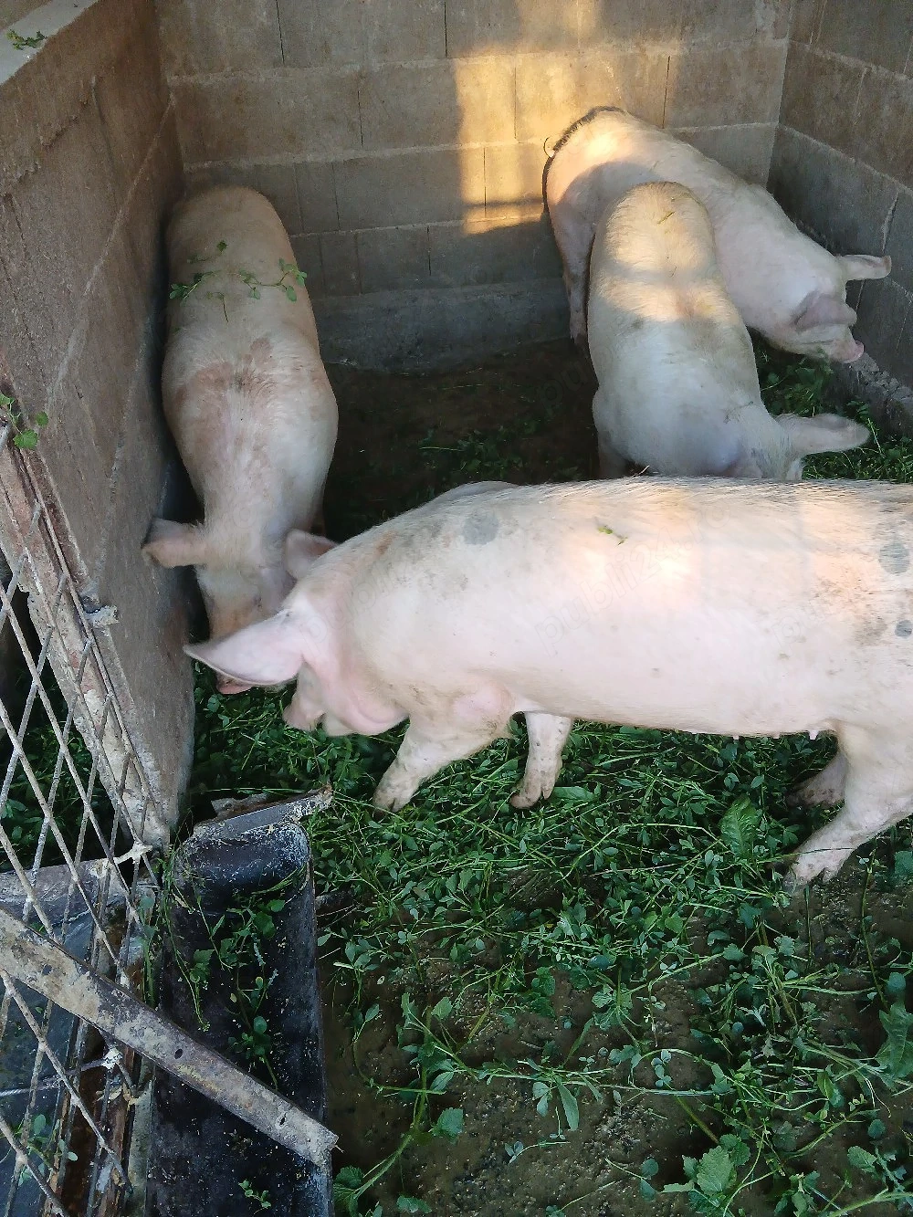 Șoldănei foarte frumoș 100,110kg