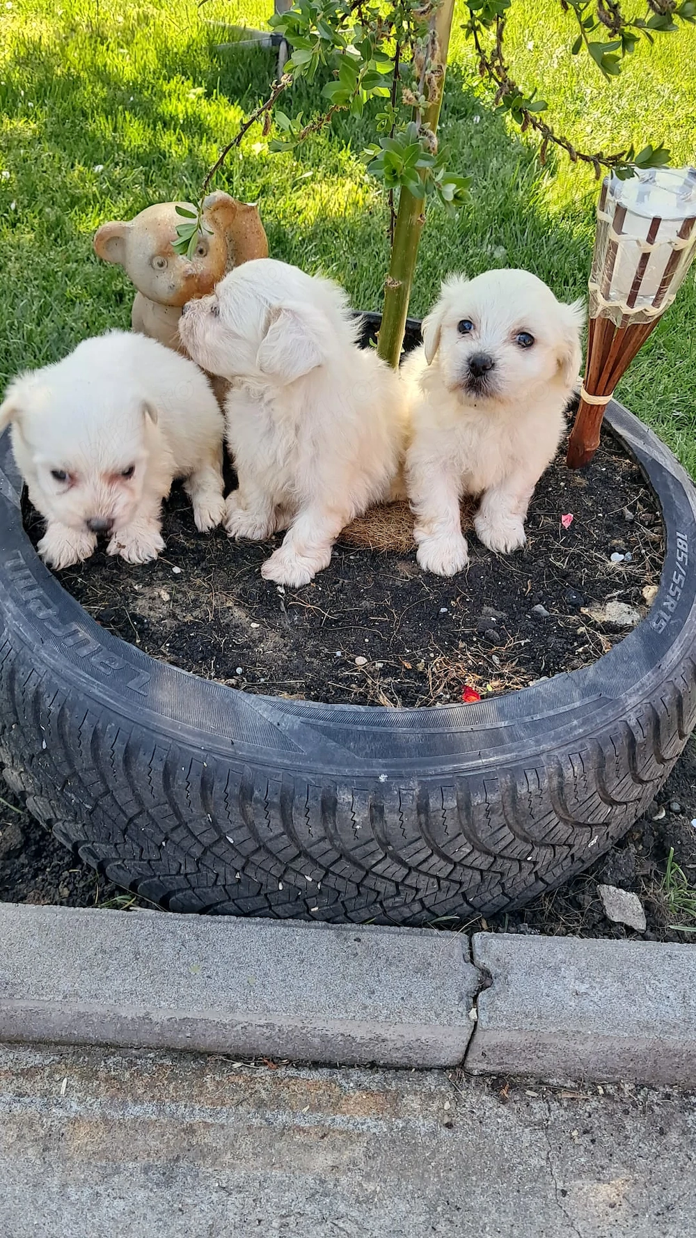 Vând bichoni maltez fetite și băieți 7 saptamani