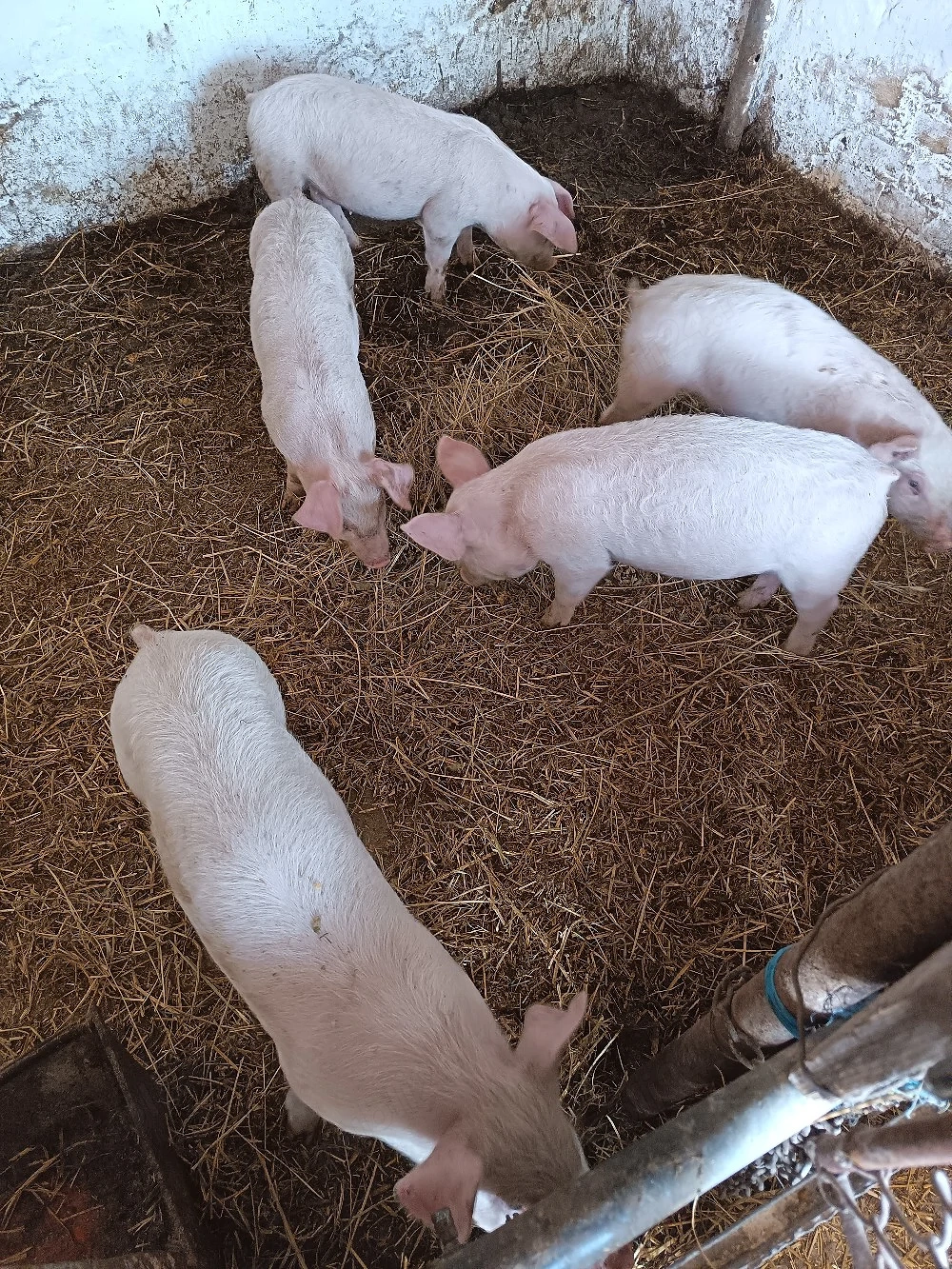 vând purcei de carne 