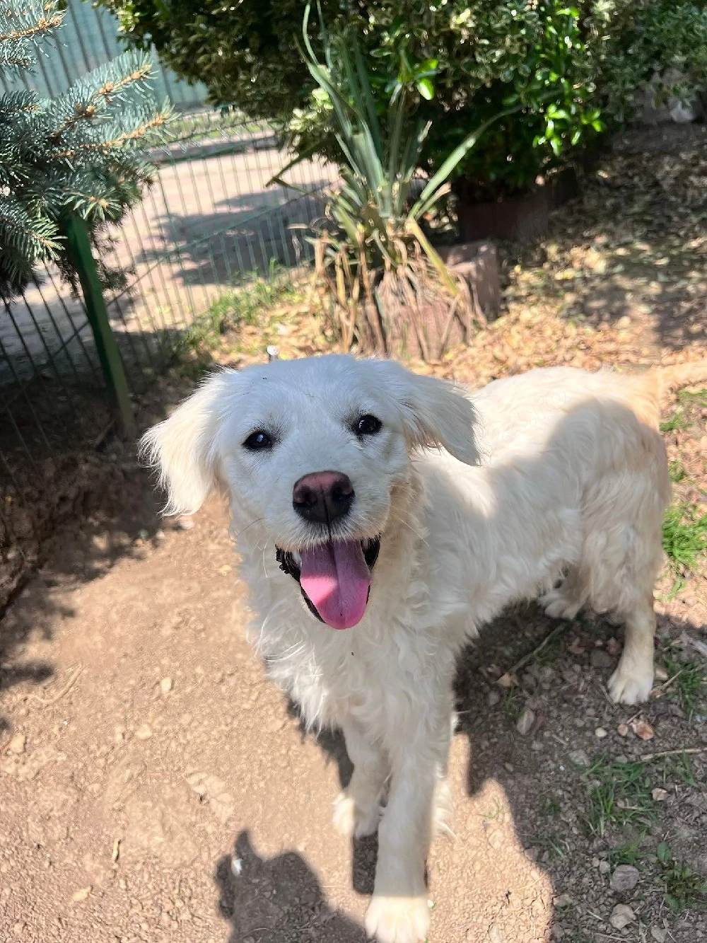 Donez femela golden retriever 