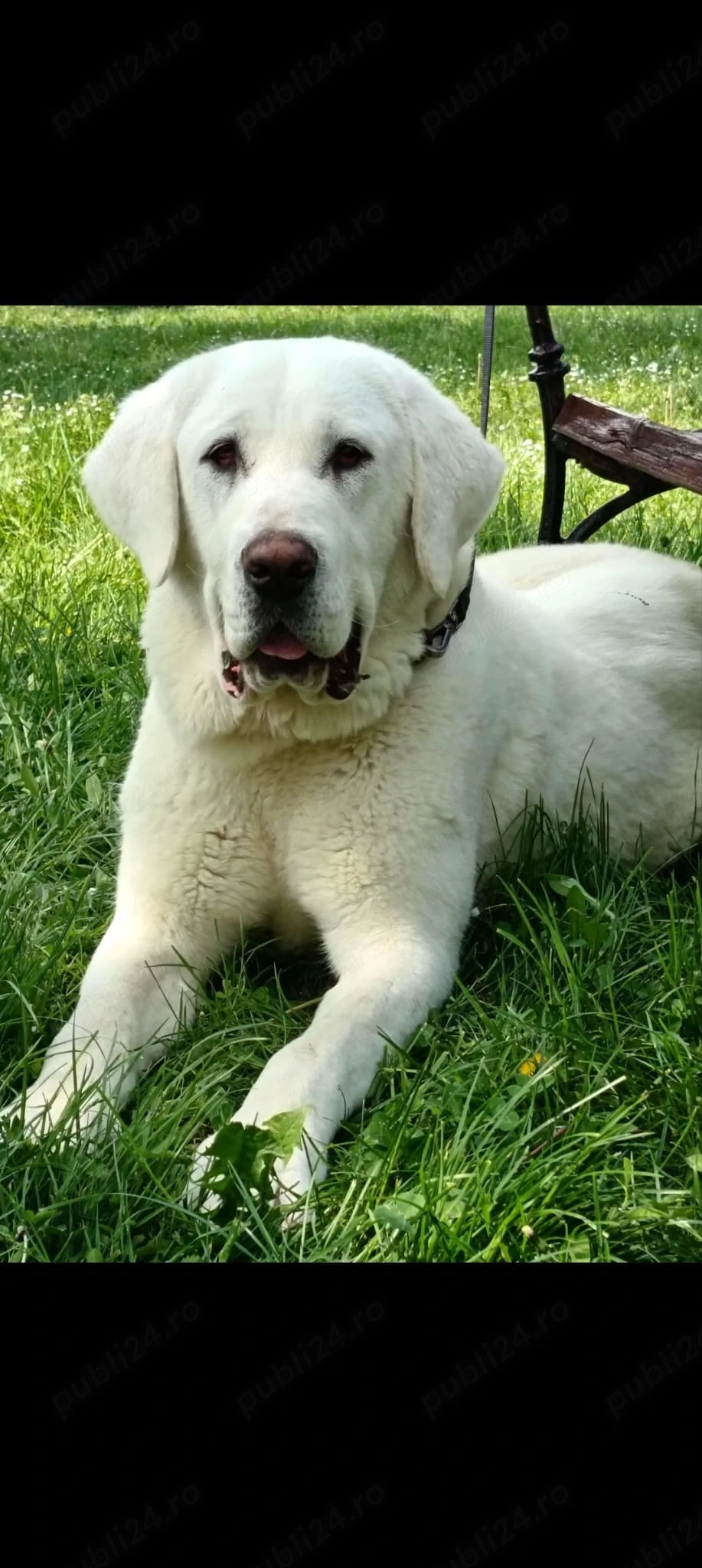 Asia Centrala femela 