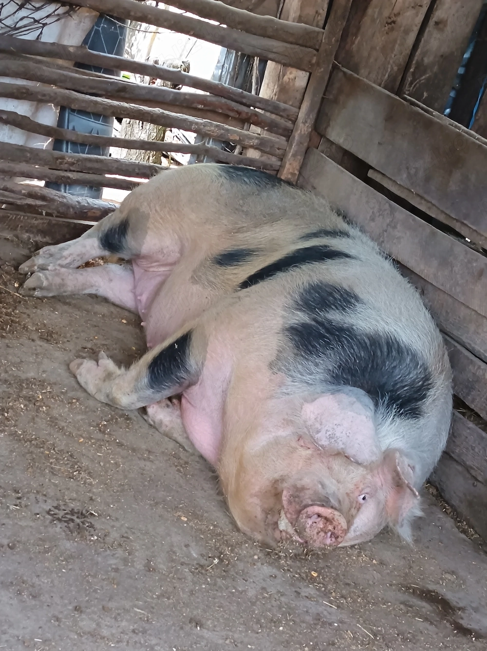 Porc de vanzare peste 350 kg