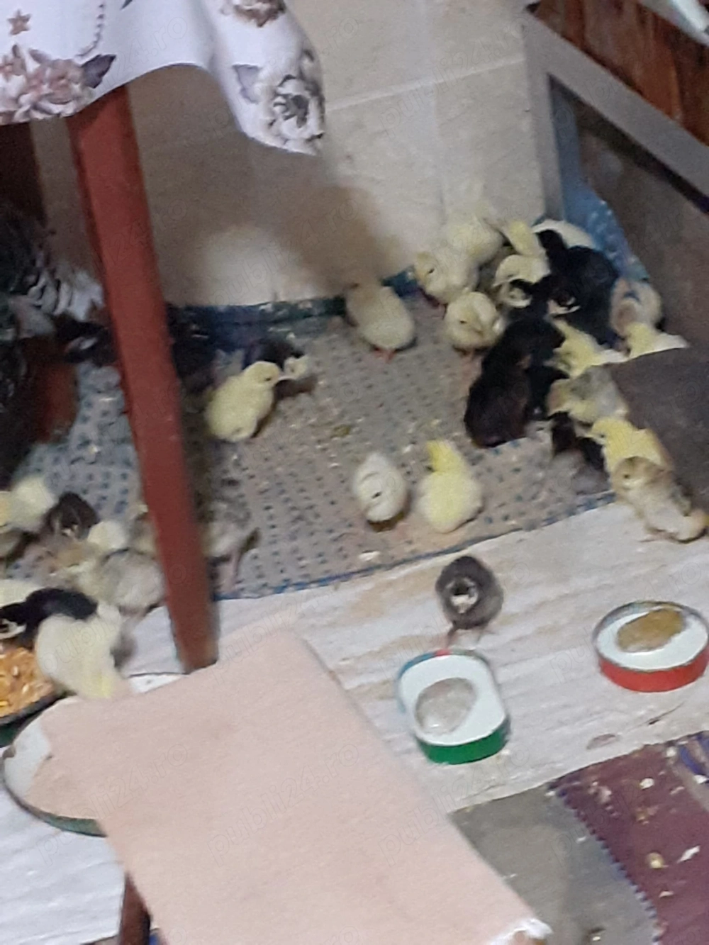 Pui de curcă de vânzare 