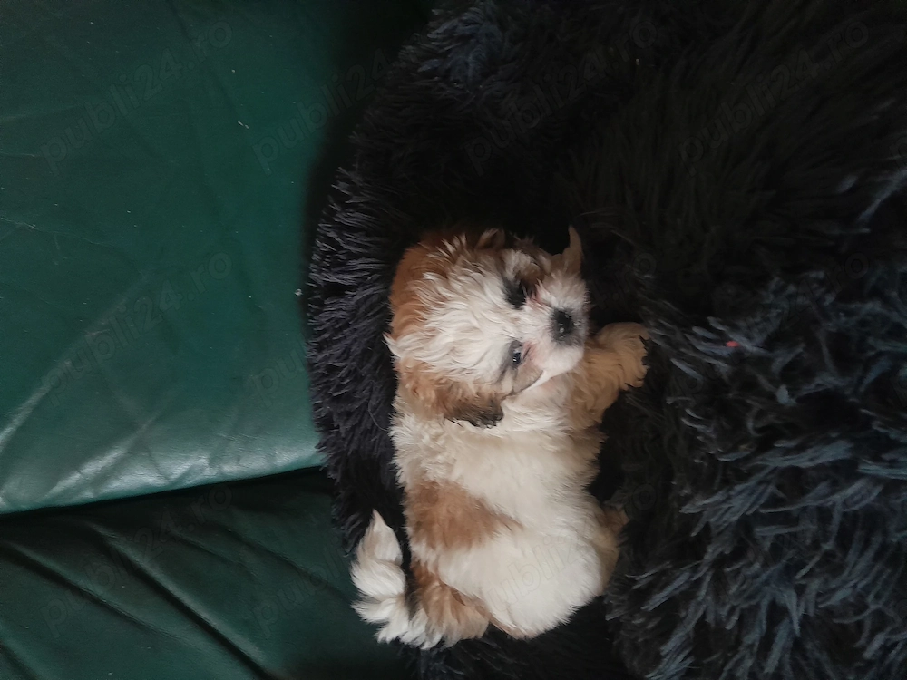   Catelusi dragalasi și iubitori!