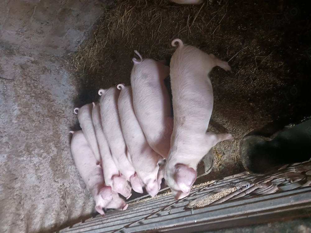 Vind purcei landrace