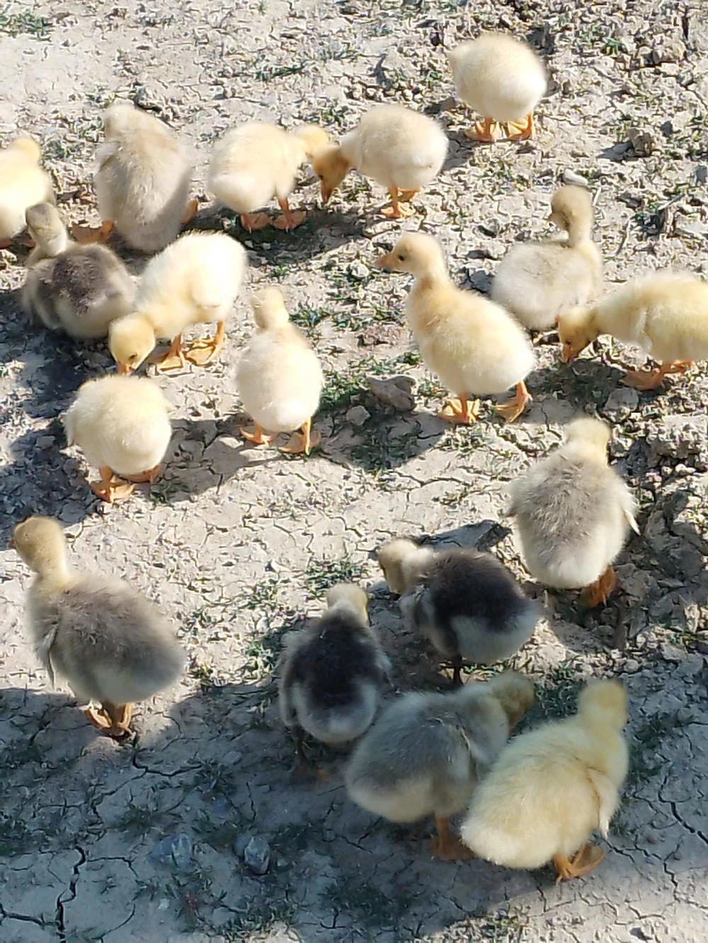 Boboci gasca si oua de incubatie