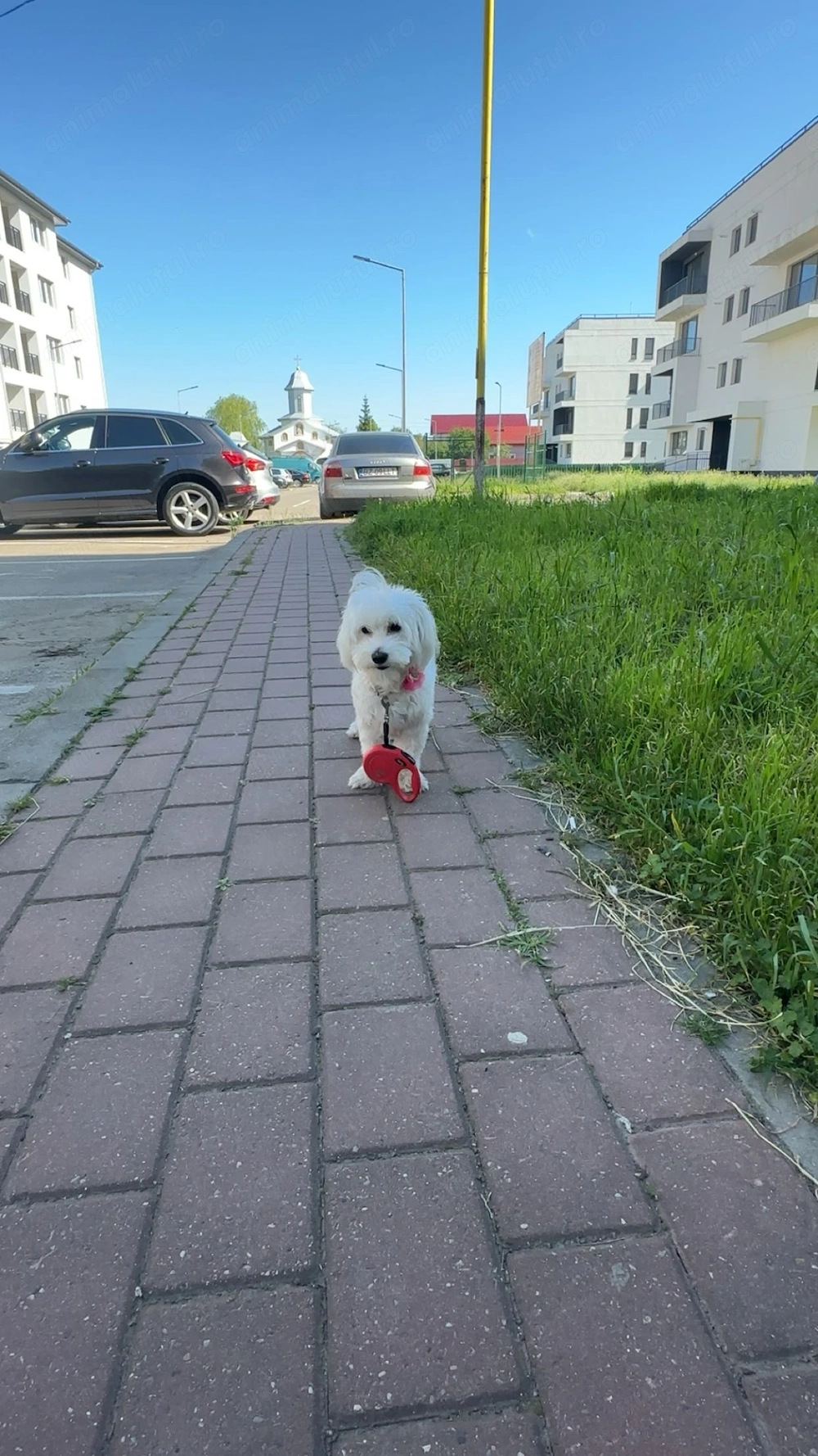 vând bichon rasă pură 