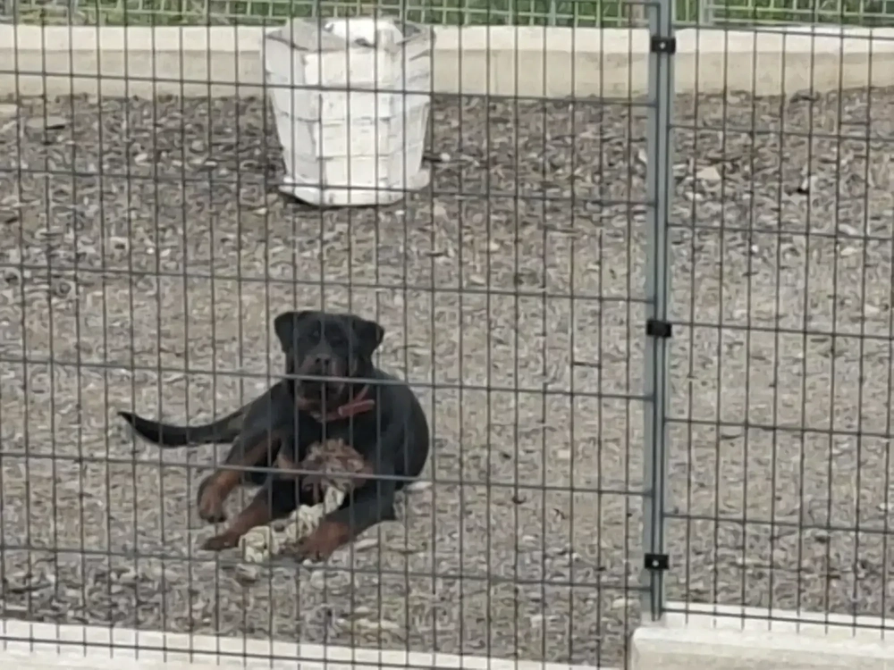 Catelusa 8 luni rasa rottwailer 