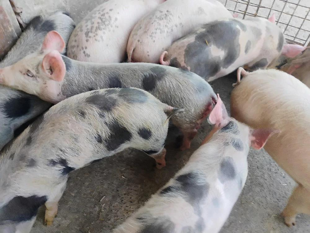 Vand Purcei Marel Alb  si Pietrian cu Landrace si Duroc