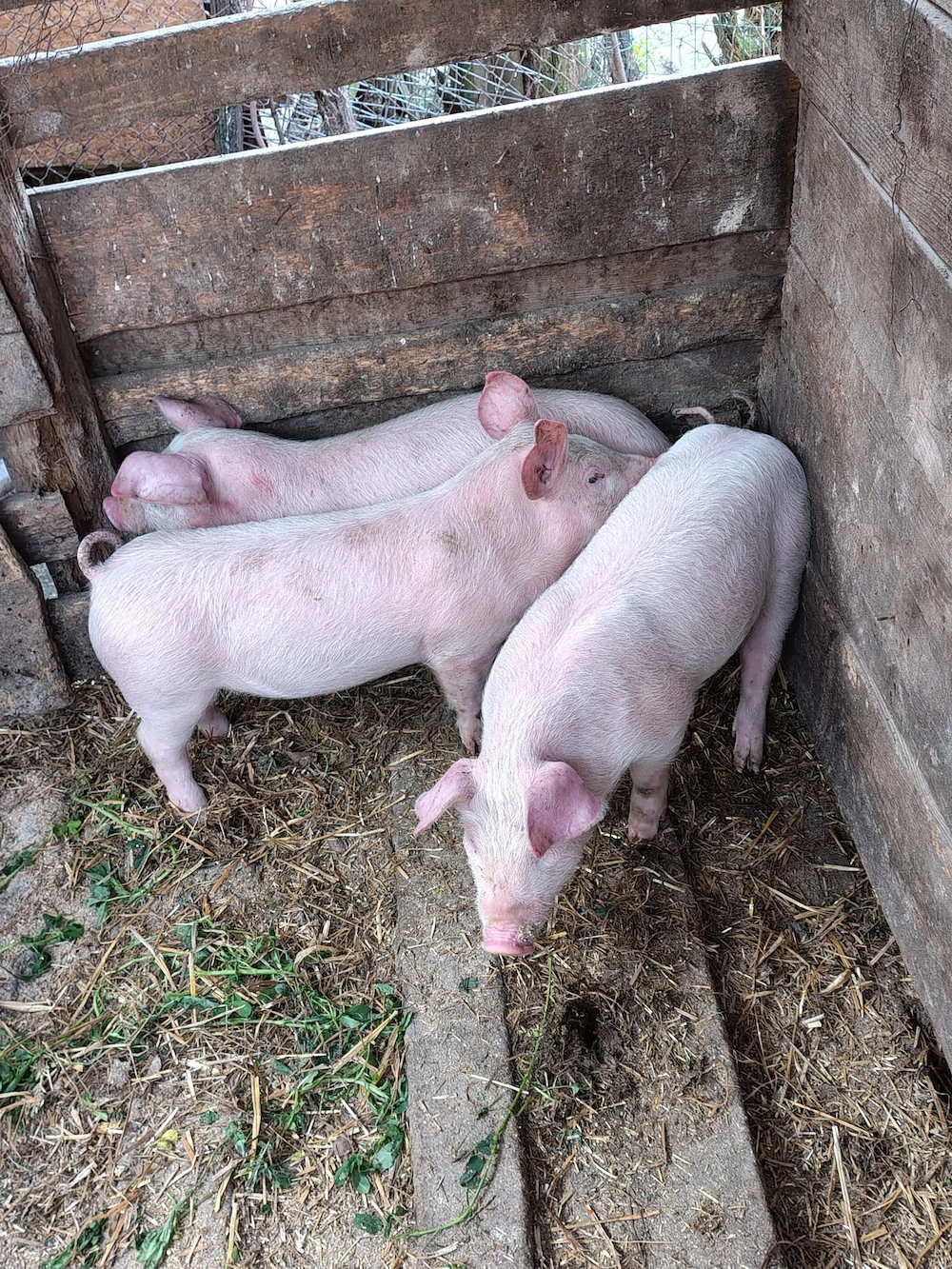 Vand purcei 8 saptamani 