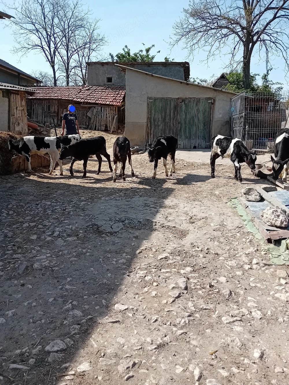 Taurasi si vitele de vanzare