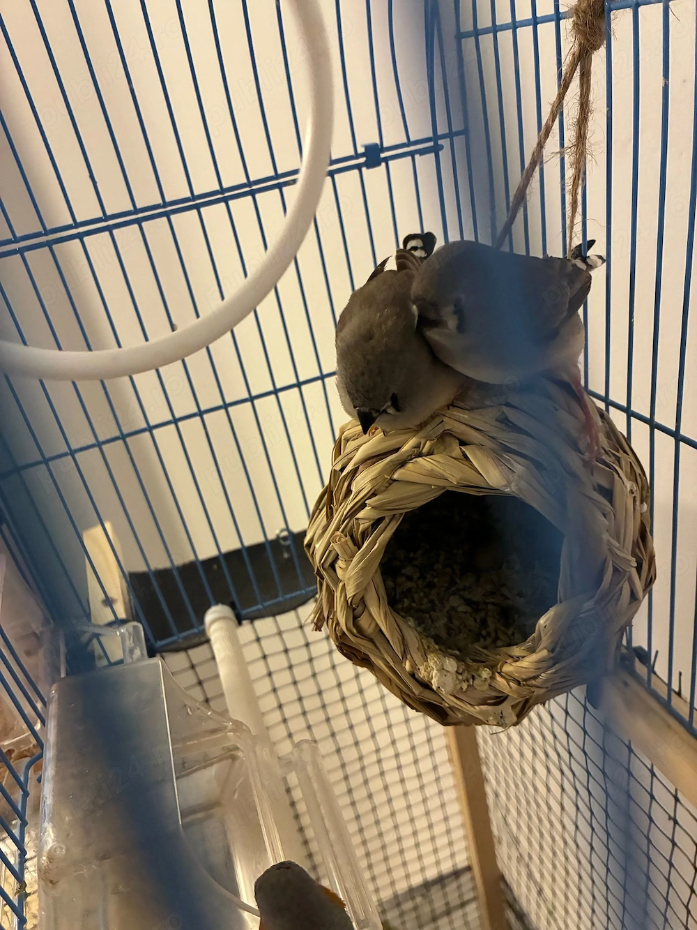 De Vanzare Cinteze australiene zebrate (Diamante mandarino) - Tg. Mures