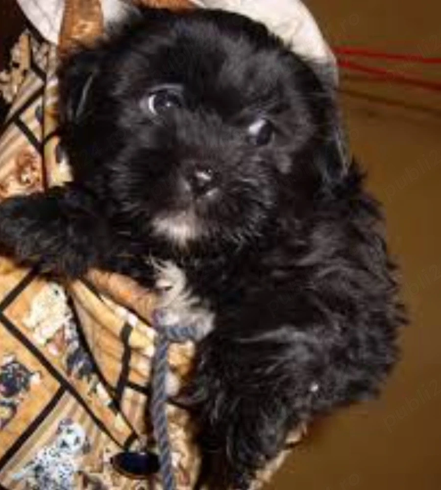 Bichon Havanez cu pedigree 