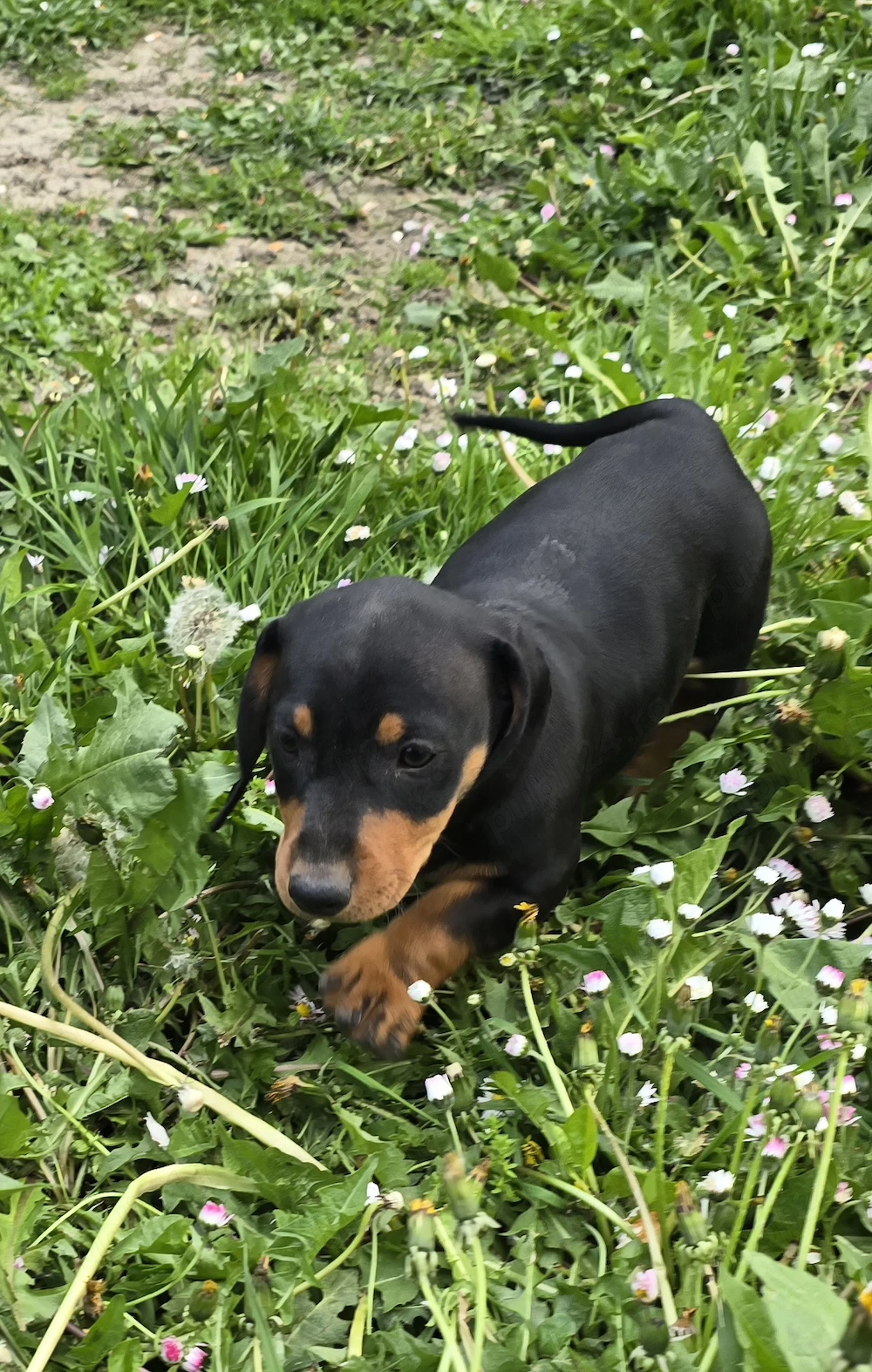 Teckel standard cu pete de foc - mascul