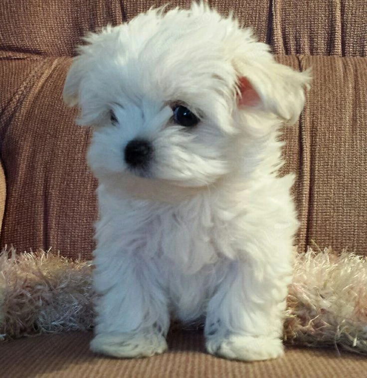 Fetita superba Bichon Maltese