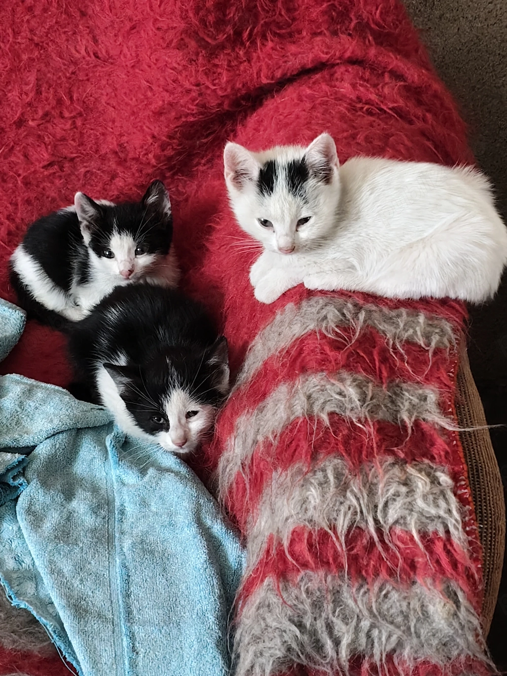 Se donează 3 pisicute 