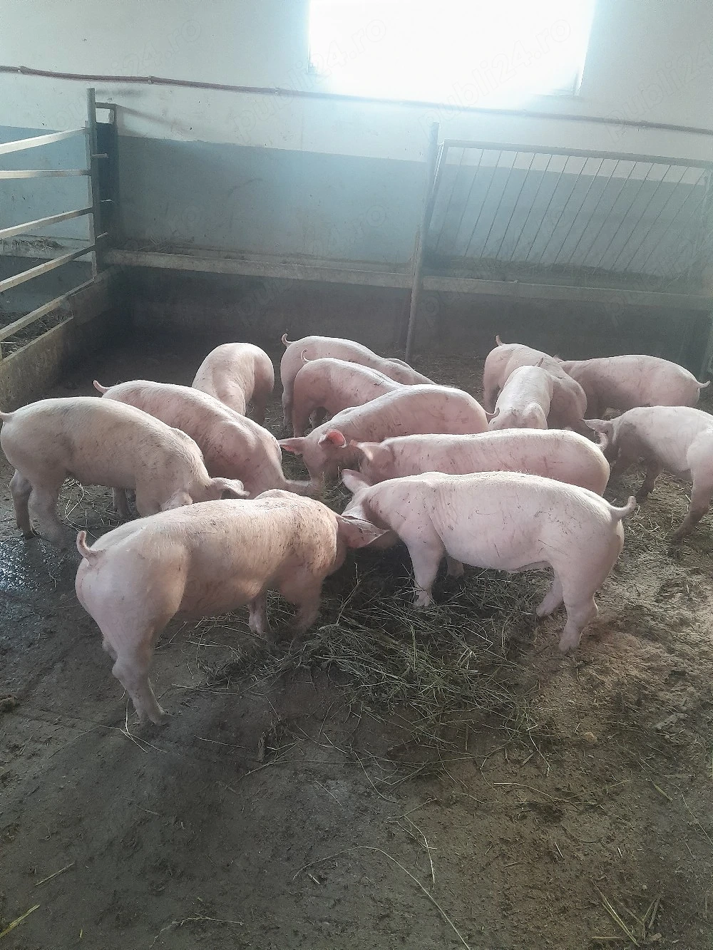 De vânzare purcei si porci mari 