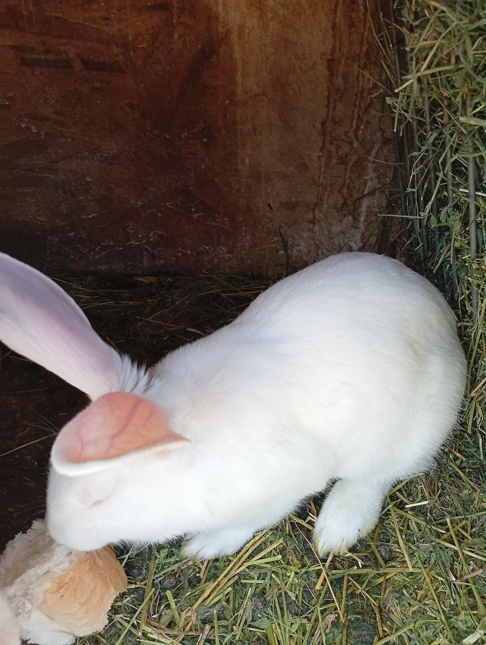 Vând iepuri albi de Panonia și metiși fluture 