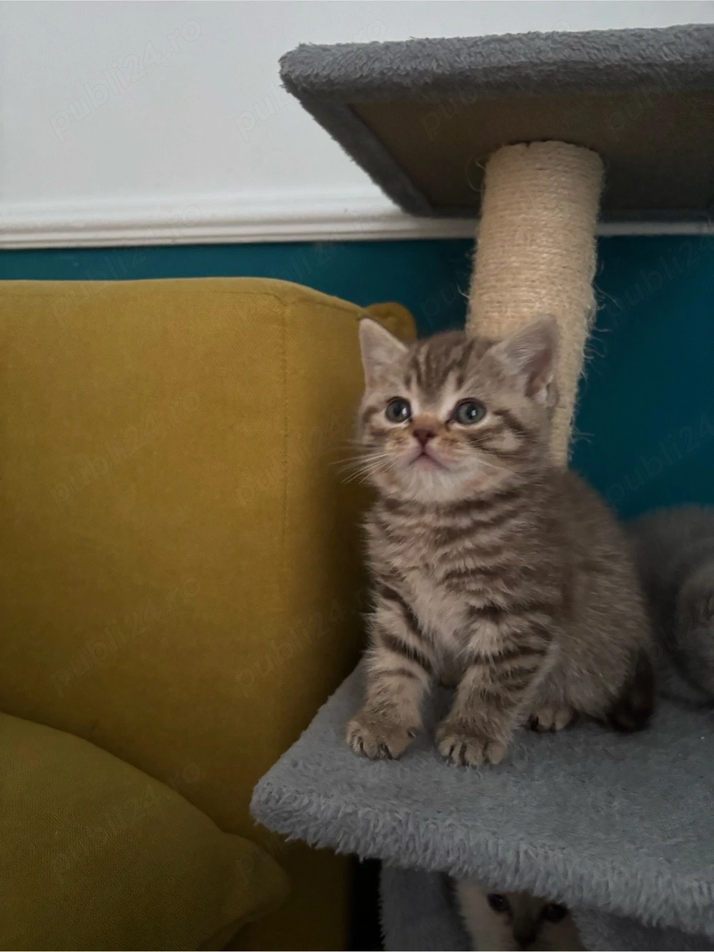 Pisici British Shorthair