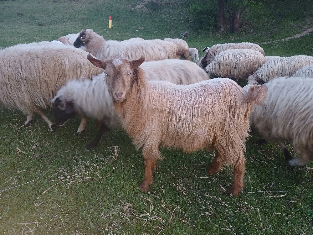 vând doi. țapi