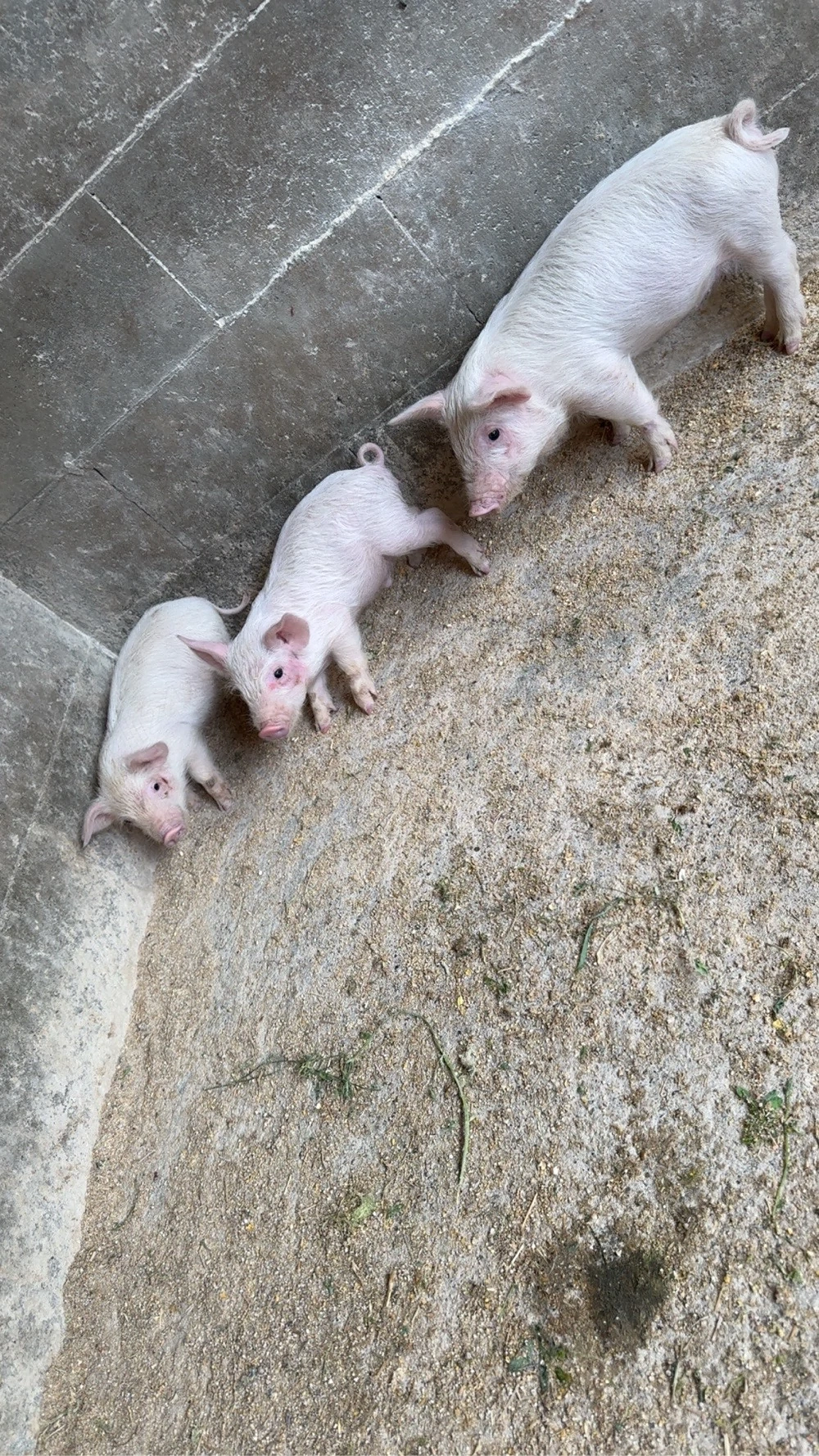 3 purceii  400lei toti