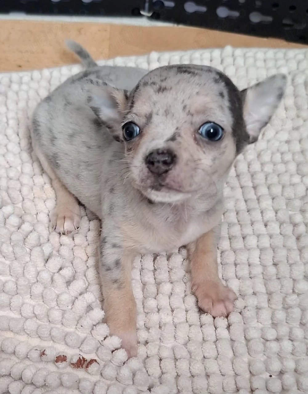 chihuahua merle cu ochi albastrii