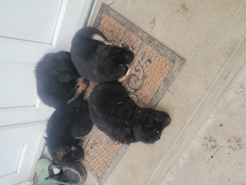 Donez 4 cățeluși de 6 săptămâni 