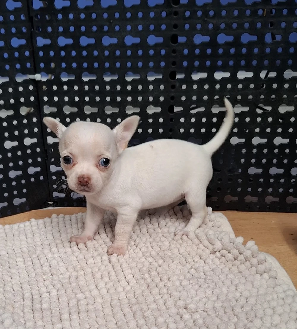 chihuahua cu ochi albastrii. femela