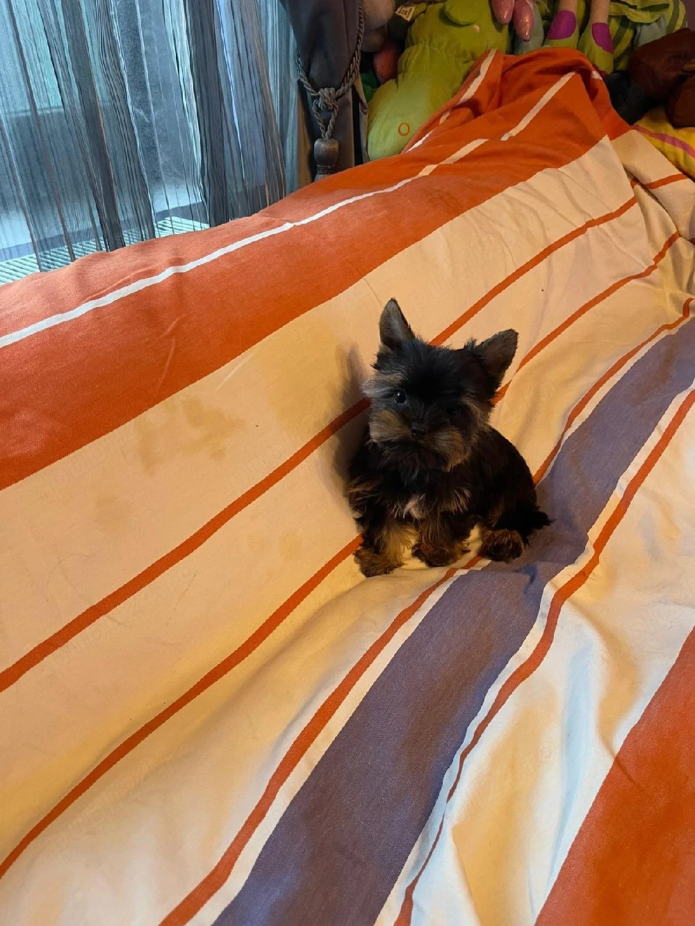 Yorkshire Terrier Toy Yorki Talie Mica