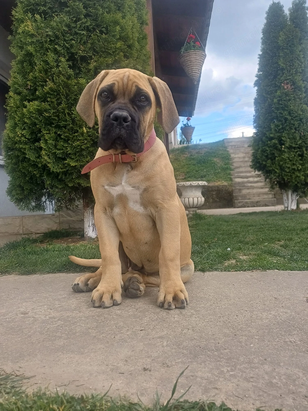 Femela Cane Corso, Pedigree FCI, în vârstă de trei luni