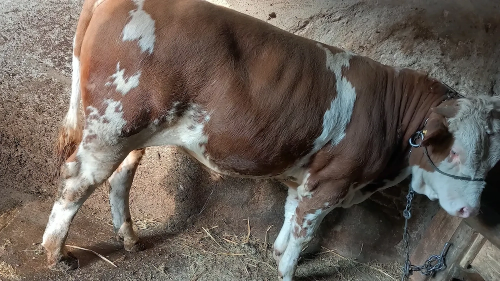 Vând taur baltat de 400 kg 