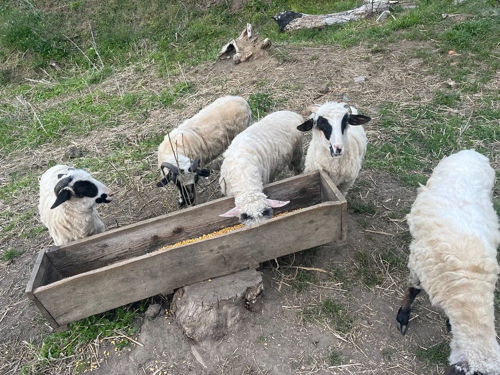 Vand oi tinere de 1 an 