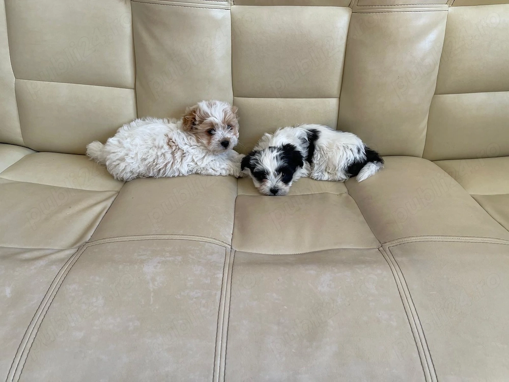 Vând pui bichon havanez 