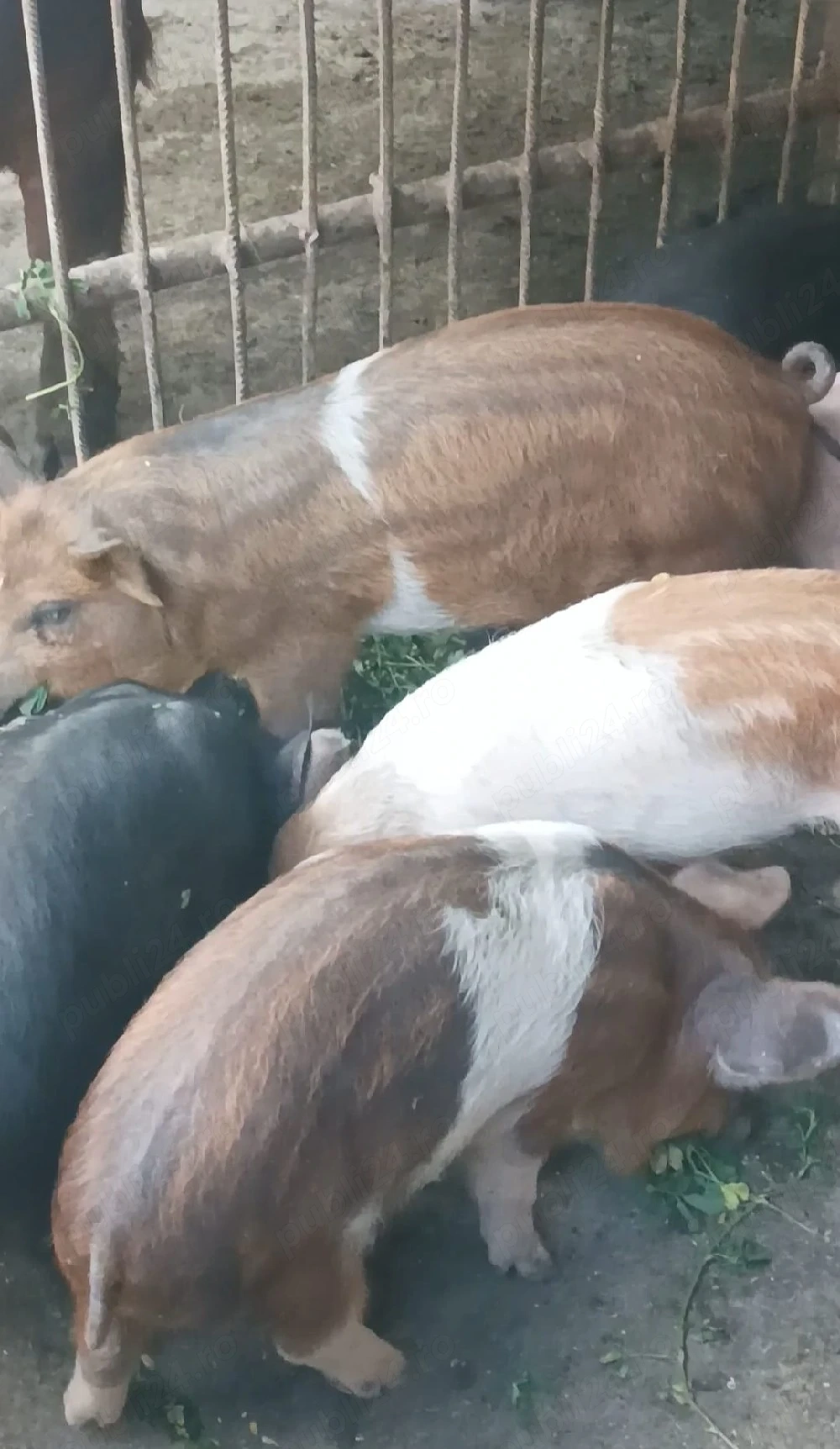 Purcei de 9 săptămâni