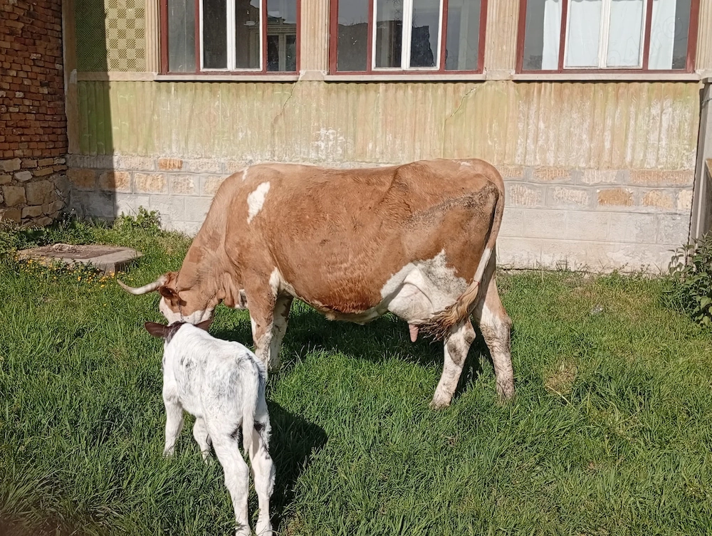 Vaci și vitele de 3 zile 