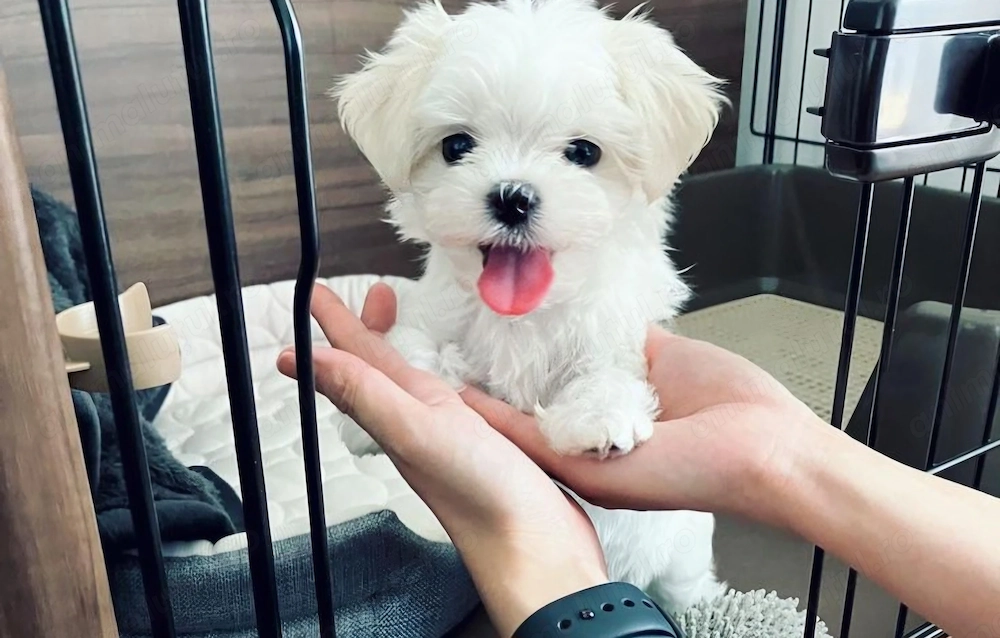 Bichon maltez fetiță 