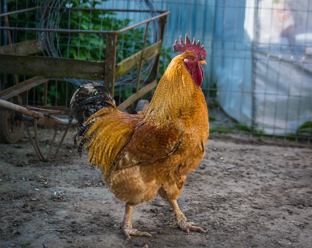 Cocos de 2 ani frumos