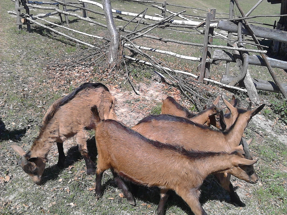     Iezi alpina franceza