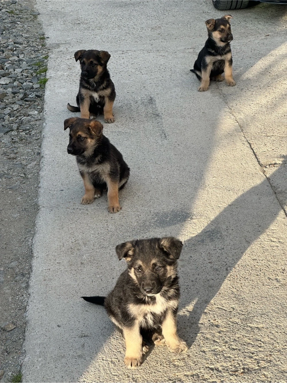 Catei ciobanesc german