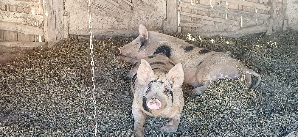 Vând porci Duroc   Pietrain