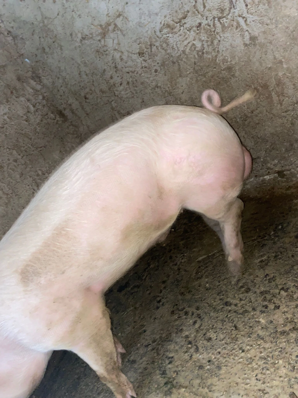 Vând vier landrace 